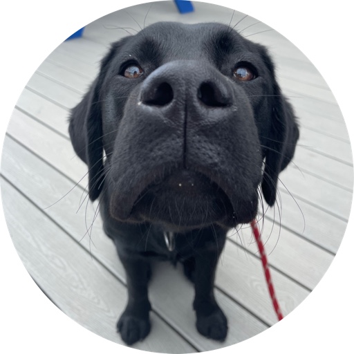Brody_the_Black_Lab on LTK