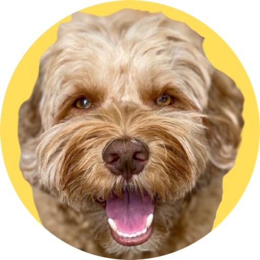 sampson_the_dood on LTK