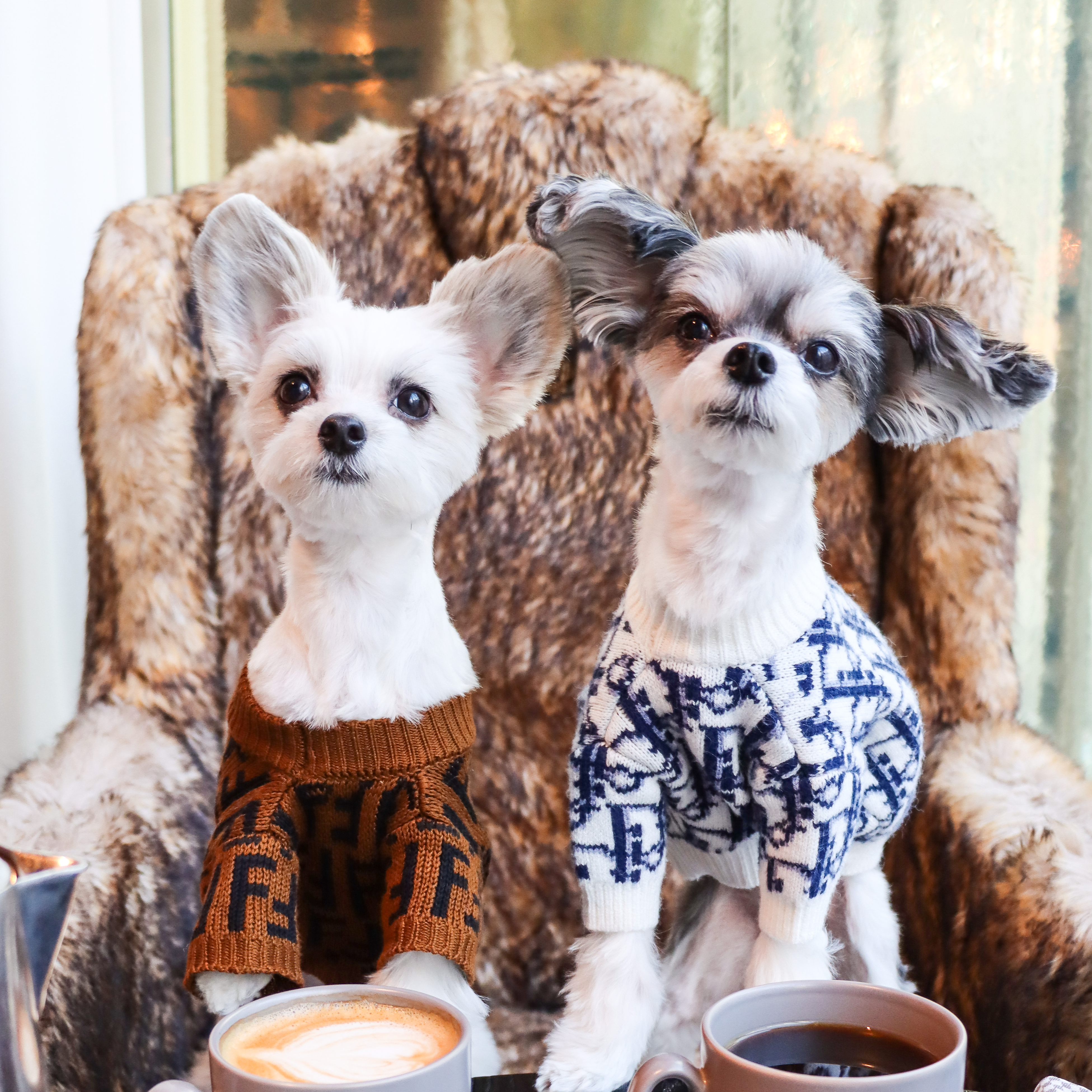 Tinkerbelle_the_Dog_&_Belle_the_Dog on LTK