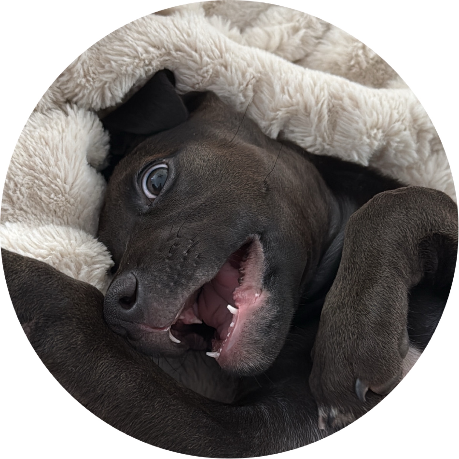 Walter.theRescue on LTK
