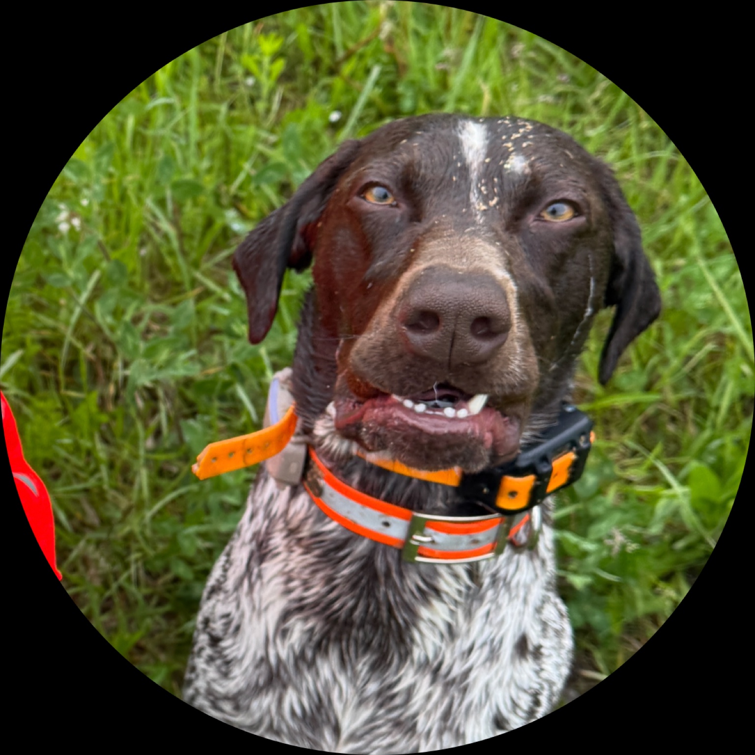 Yodathegspdog on LTK