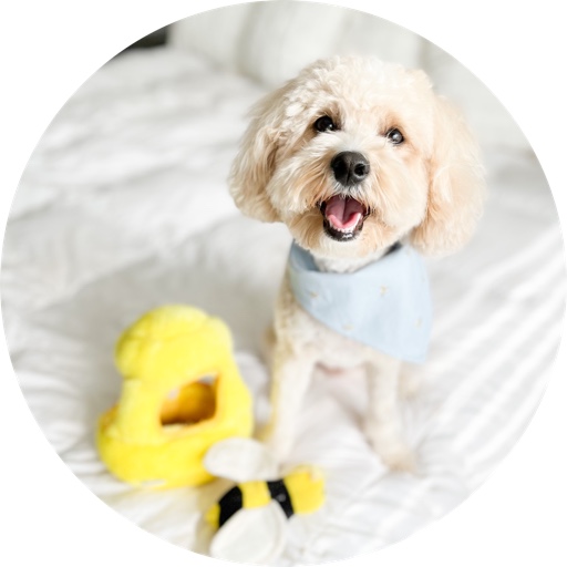 honeyboothecavapoo on LTK