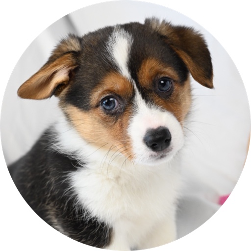 thecorgiboba on LTK