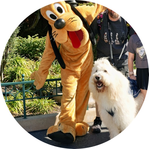 Goose_the_Pyredoodle on LTK