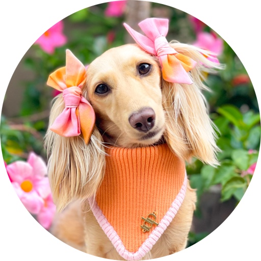 Clementinethedachshund on LTK