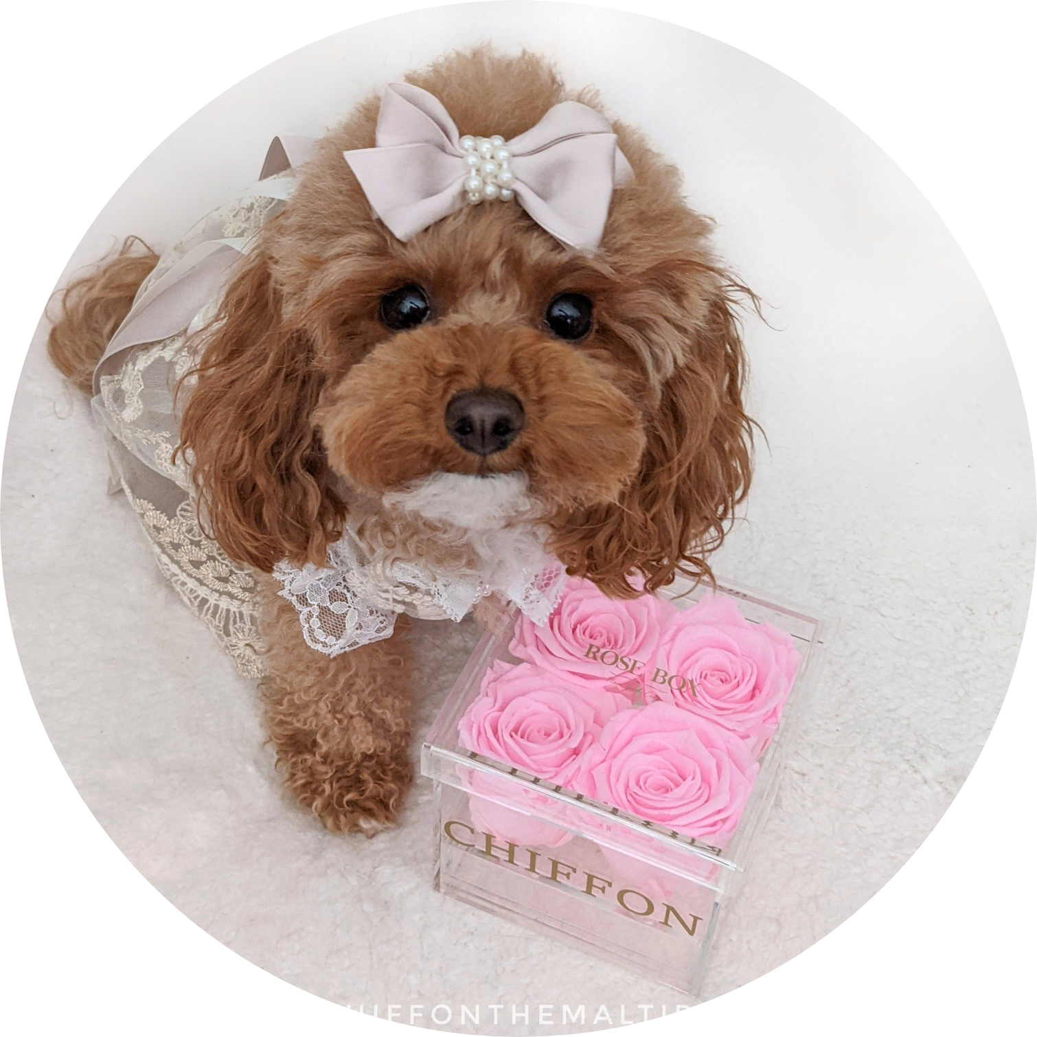 ChiffonTheMaltipoo on LTK