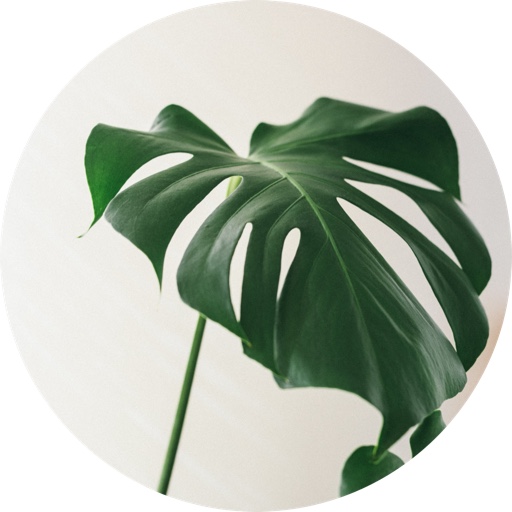 Calming_Plants on LTK