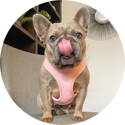 thefrenchie.stella on LTK